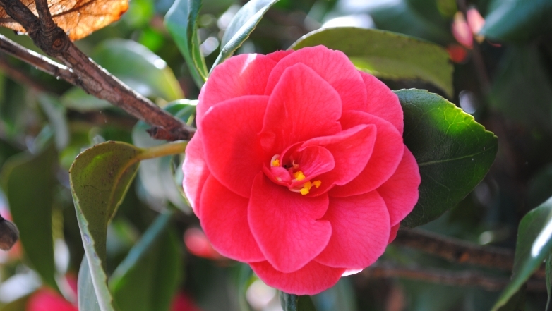Mengenal bunga Tsubaki (bunga camellia)