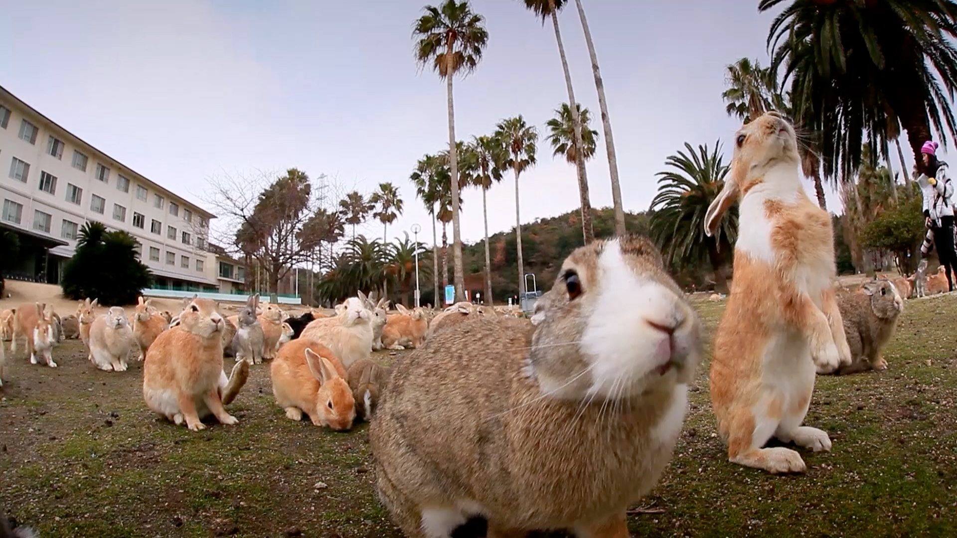 okunoshima